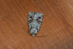 Lacinipolia laudabilis