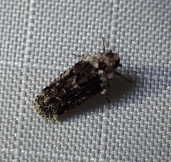 Catonia nava