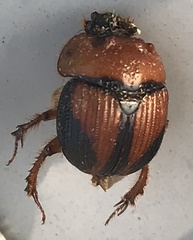 Bolbocerosoma bruneri