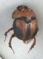 Bolbocerosoma bruneri