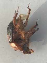 Bolbocerosoma bruneri