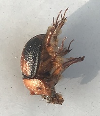 Bolbocerosoma bruneri