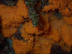Styelidae