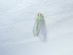 Chrysopa coloradensis