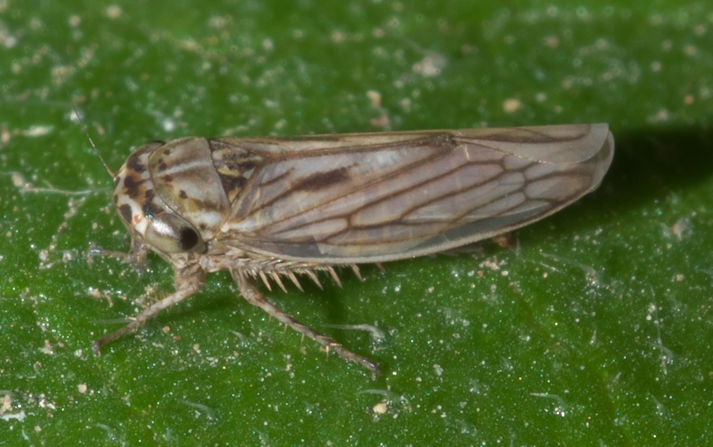 gray lawn leafhopper