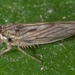 Gray Lawn Leafhopper - Photo (c) Robert Webster, some rights reserved (CC BY-SA), uploaded by Robert Webster