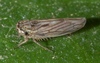 Gray Lawn Leafhopper - Photo (c) Robert Webster, some rights reserved (CC BY-SA), uploaded by Robert Webster