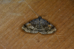 Idia americalis