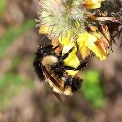 Bombus weisi
