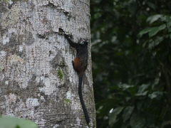 Saguinus weddelli weddelli