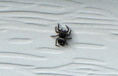 Pseudeuophrys erratica