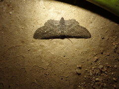 Aethaloida packardaria