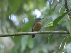 Thamnomanes ardesiacus