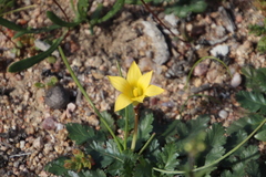Romulea citrina