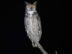 Bubo virginianus