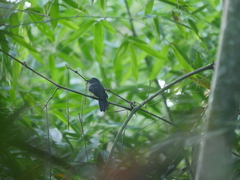 Thamnomanes schistogynus