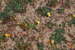 Romulea citrina