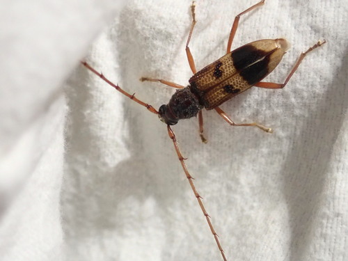 Lesser Eucalyptus Longhorn Beetle photo 6