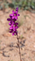 Ixia ramulosa