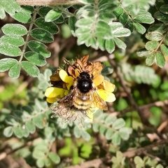 Bombus weisi