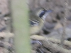 Myrmoborus myotherinus