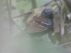 Sciaphylax hemimelaena