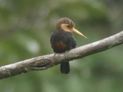 Brachygalba albogularis