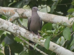 Patagioenas plumbea