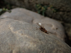 Lasius californicus