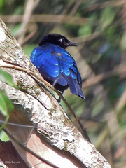 Hylopsar purpureiceps