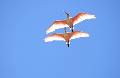 Platalea ajaja