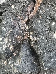 Pseudotephritis