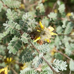 Dalea prostrata