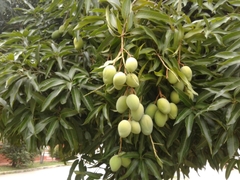 Mangifera indica