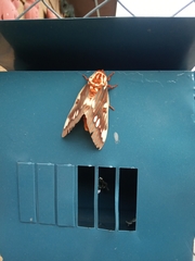 Citheronia splendens