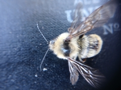 Bombus fervidus