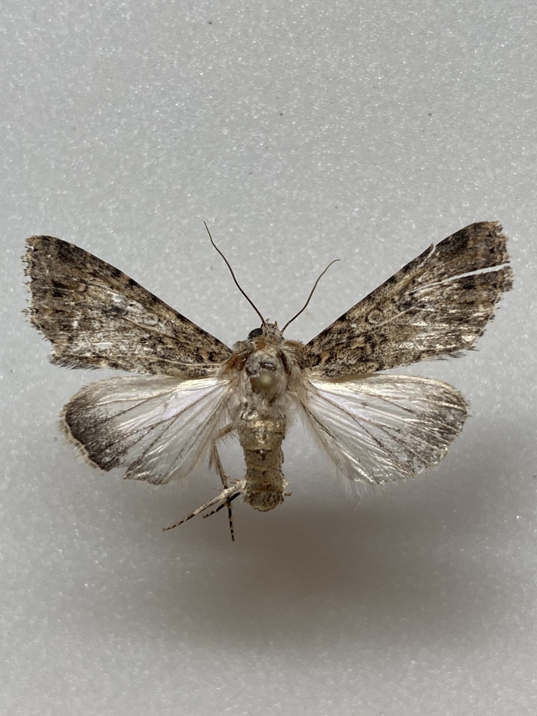 Scotogramma yakima