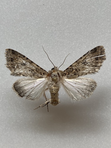 Scotogramma yakima