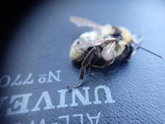 Bombus fervidus