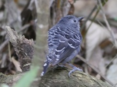 Willisornis poecilinotus