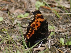 Polygonia oreas
