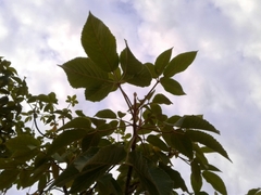 Roseodendron chryseum