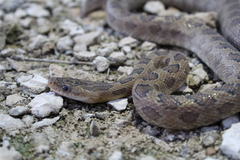 Senticolis triaspis triaspis