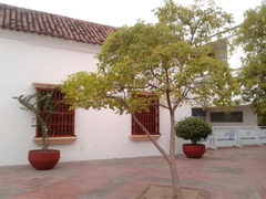 Roseodendron chryseum