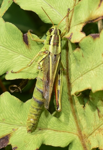 Two-striped grasshopper