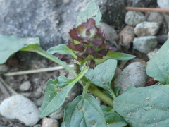 Prunella vulgaris vulgaris
