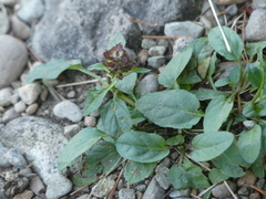 Prunella vulgaris vulgaris