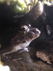 Fejervarya kawamurai