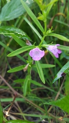 Agalinis neoscotica