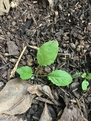Youngia thunbergiana
